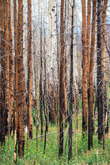 Fototapeta premium USA, Colorado. Burned Aspen trees and new undergrowth in Arapaho National Forest.