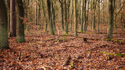 image of trees in a Brandenburg forest in Germany during autumn