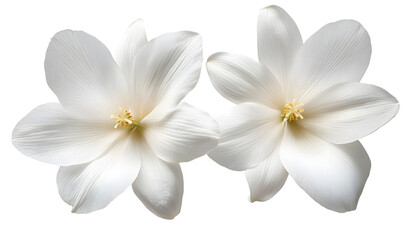 Naklejka premium two white flower isolated on transparent background cutout