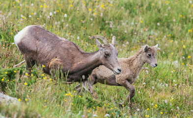 Bighorn sheep ewe and her lamb on the move, Colorado alpine country, USA
