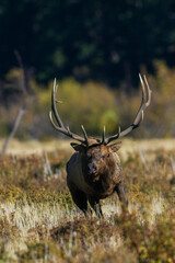 Dominate bull elk during the rut, on the move, Rocky Mountains, Colorado, USA