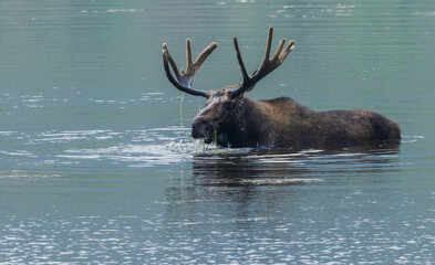 Bull moose foraging in pond, Rocky Mountains, Colorado, USA