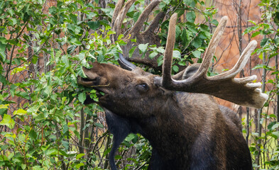 Bull moose foraging, Rocky Mountains, Colorado, USA
