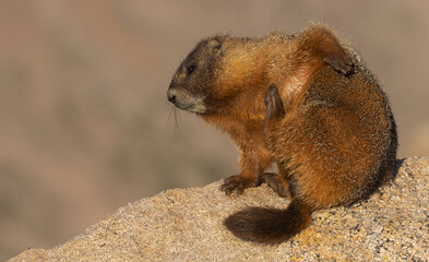 Yellow-bellied marmot with an itch, Colorado Rockies, USA