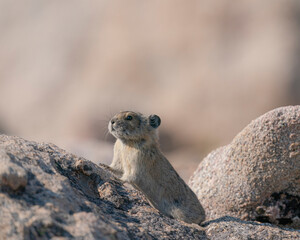 American pika seen along rock crevices, Mount Evans Wilderness, Colorado