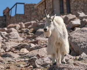 Mountain goat up at the summit look out, Rocky Mountain goat, Mount Evans, Colorado