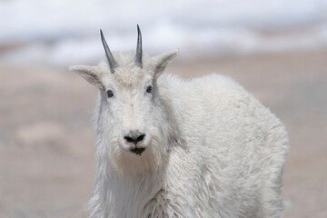 Fototapeta premium Young mountain goat suffered some kind of injury, Rocky Mountain goat, Mount Evans summit, Colorado