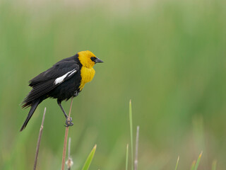 Fototapeta premium Yellow-headed blackbird protecting his territory, Monte Vista National Wildlife Refuge, Colorado