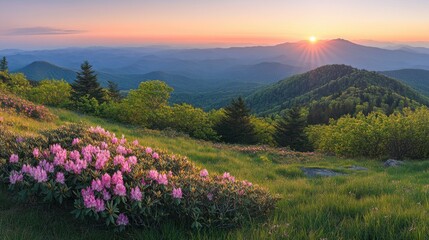 Obraz premium Stunning sunrise over blooming rhododendrons