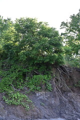 Obraz premium green trees with roots on the rock