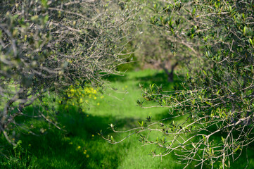 Lush green pathway winding through olive trees on a sunny day in a serene countryside