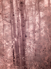 USA, Colorado. Infrared of Aspens along the Kebler Pass