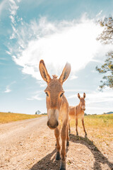 Two curious donkeys on a sunny dirt path in a rural landscape with a bright sky overhead