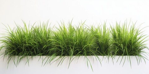 Fototapeta premium Vibrant green grass border on white background