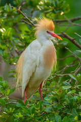 USA, Florida, Anastasia Island. Cattle egret in breeding plumage.