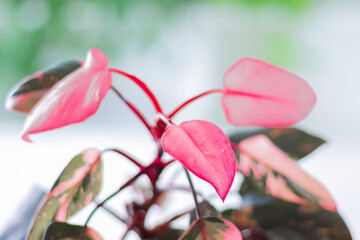 Philodendron Pink Princess houseplant on a white background.