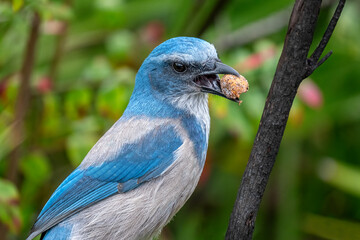 Color stock image of Florida scrub jay, Florida