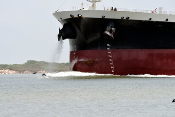 Dolphins Frolicking Alongside a Massive Cargo Ship in Coastal Wa © Robert