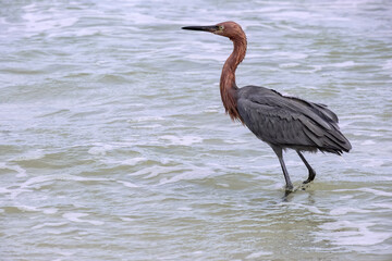 Color stock image of Reddish egret, Florida