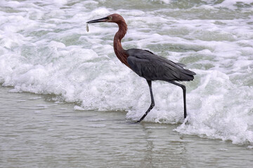 Reddish egret eating a fish, Florida