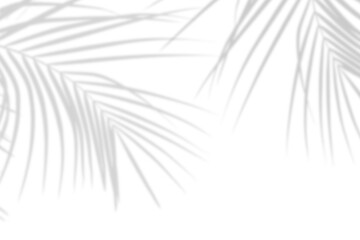 Realistic palm leaf shadow overlay effect isolated on white background, Natural shadow of tropical...