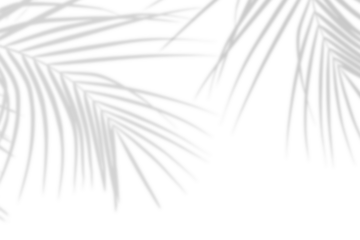 Realistic palm leaf shadow overlay effect isolated on white background, Natural shadow of tropical palm branch. Mockup of transparent shadow for product presentation, backdrop, Design elements, PNG