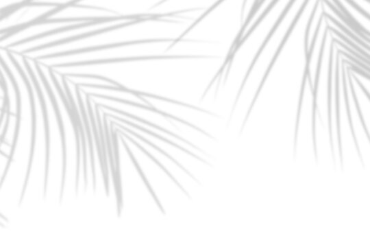 Realistic palm leaf shadow overlay effect isolated on white background, Natural shadow of tropical palm branch. Mockup of transparent shadow for product presentation, backdrop, Design elements, PNG