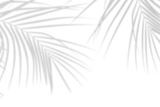 Realistic palm leaf shadow overlay effect isolated on white background, Natural shadow of tropical palm branch. Mockup of transparent shadow for product presentation, backdrop, Design elements, PNG - Powered by Adobe