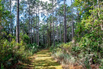 Color stock image of Longleaf pine forest, Florida