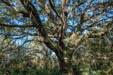Live oak tree in Longleaf Pine Preserve, Florida