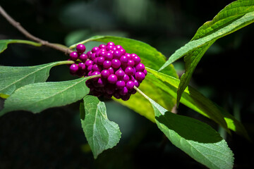 Color stock image of Beautyberry bush detail