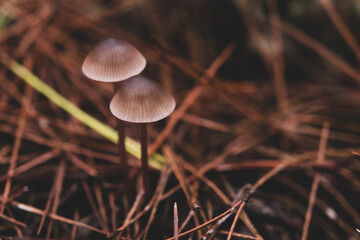 Mushrooms on the damp forest floor