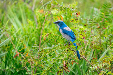 Color stock image of Florida scrub jay, Florida