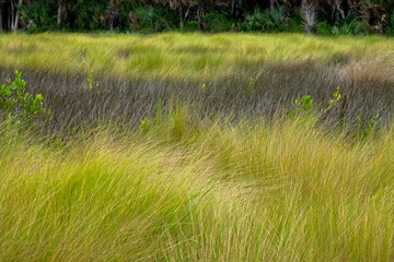 Color stock image of Saltmeadow cordgrass, Florida