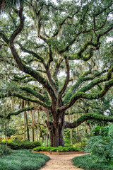 Live oak trees, Washington Oaks Gardens State Park, Palm Coast, Florida