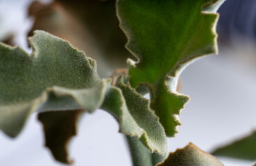 Close up of Velvety Leaf of Kalanchoe Beharenses Plant