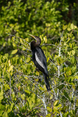 Female anhinga perched on a mangrove tree, Florida