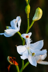 Florida. A rare white form of a grass pink orchid.