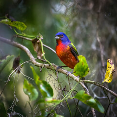A male painted bunting perched.