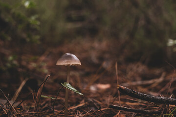 Mushrooms on the damp forest floor