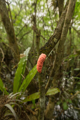 The egg mass of the exotic island apple snail in a south Florida swamp.