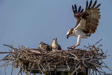 An adult osprey returns to the nest with fish for young to eat.