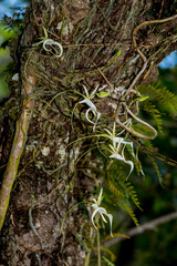 Rare epiphytic ghost orchids grow in an old Pond Apple, Tree in a swamp.