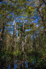 A forest of pop ash, pond apple and cypress grow in the swamps of south Florida.