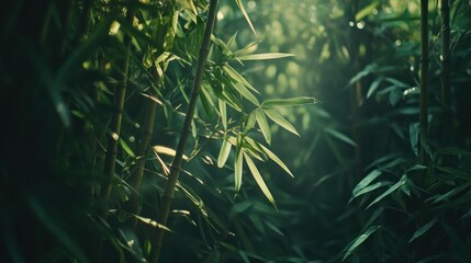 Sunlit bamboo forest, lush green leaves and stalks.