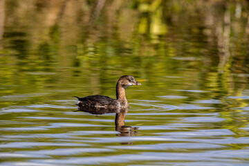 A pied-billed grebe looks on.