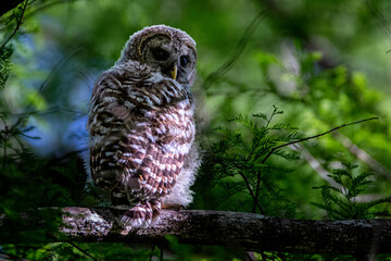 A fledgling barred owl roost in a cypress tree.
