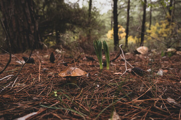 Mushrooms on the damp forest floor