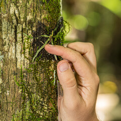 A transplanted Ghost Orchid is examined where it is stapled on a tree.