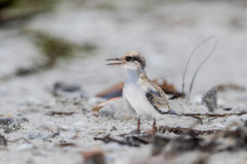 A lone least tern chick on a nesting beach.